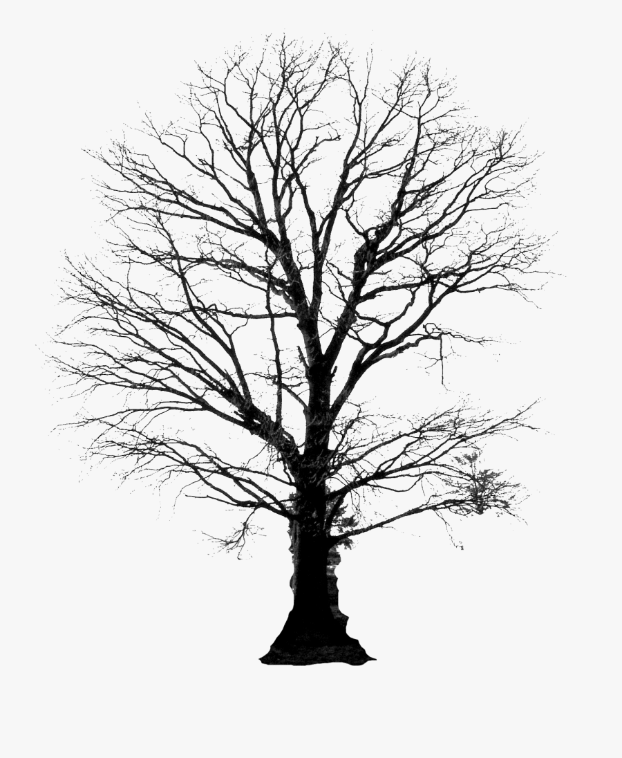 Tall Tree Silhouette Clipart Silhouette Winter Tree Png Free Transparent Clipart Clipartkey