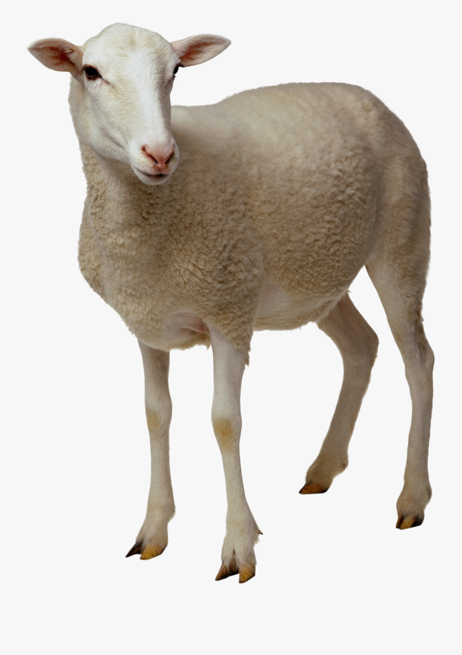 Lamb Clipart Border - Sheep Png , Free Transparent Clipart - ClipartKey