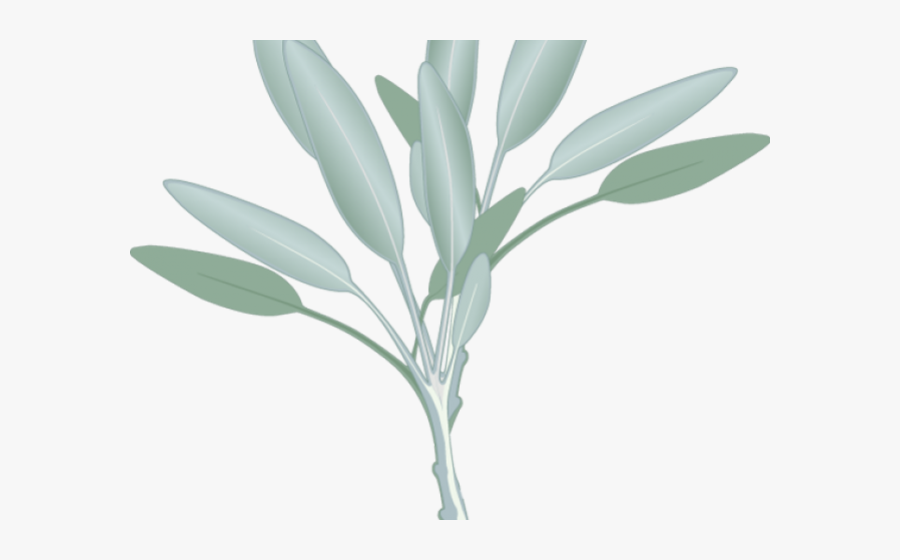 Transparent Eucalyptus Leaves Png - Sage Herb Clip Art, Transparent Clipart