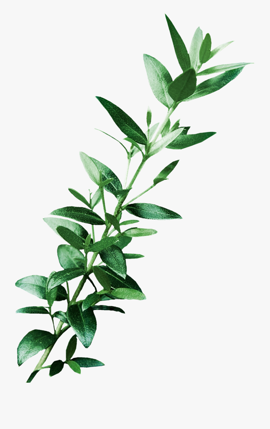 Leaf Digital Image Art Clip Art - Clip Art Eucalyptus Leaves Free, Transparent Clipart