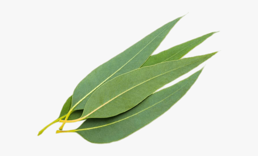 Eucalyptus Leaves - Eucalyptus Leaf Clip Art, Transparent Clipart