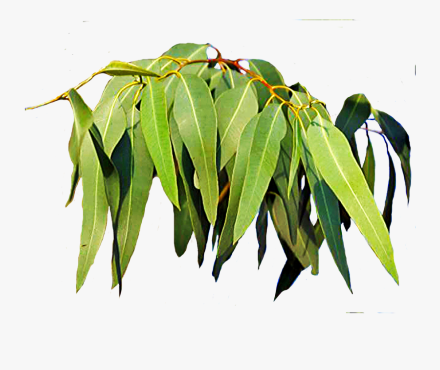 Free Download Eucalyptus Leaves Clipart Leaf Eucalyptus - ยู คา ลิ ป ตั ส ชื่อ วิทยาศาสตร์, Transparent Clipart