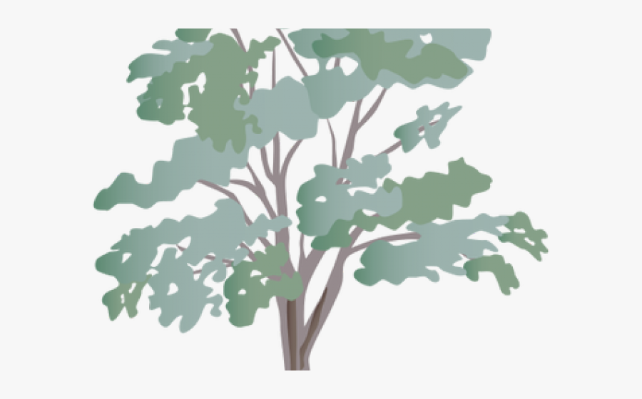 Eucalyptus Clipart Transparent - Eucalyptus Tree Clipart, Transparent Clipart