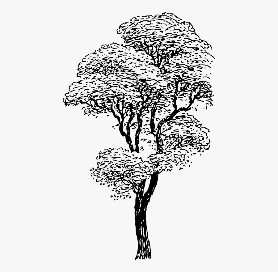 Art,monochrome Photography,carnivoran - Tall Tree Black And White, Transparent Clipart