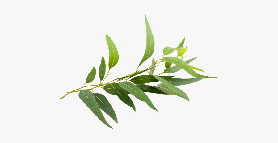 Eucalyptus Radiata Eucalyptus Smithii Eucalyptus Globulus - Eucalyptus Natural, Transparent Clipart