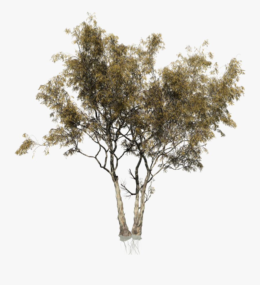 Red Gum Eucalyptus - Red Gum Tree Png, Transparent Clipart