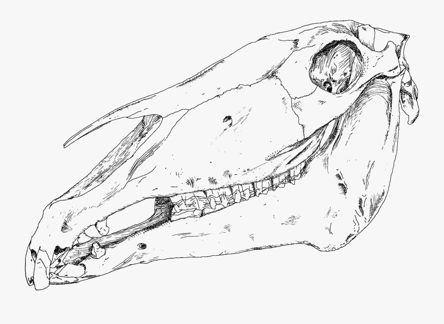 Horse Skull Artistic Big - Horse Skull Png, Transparent Clipart