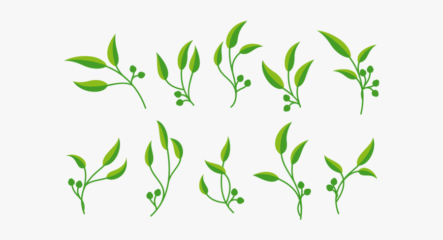 Eucalyptus Vector, Transparent Clipart