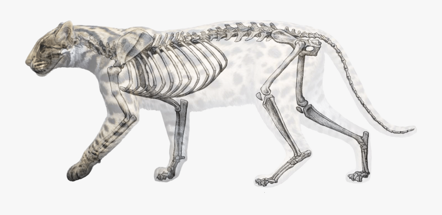 Clip Art Camel Skeleton - Clouded Leopard Anatomy, Transparent Clipart