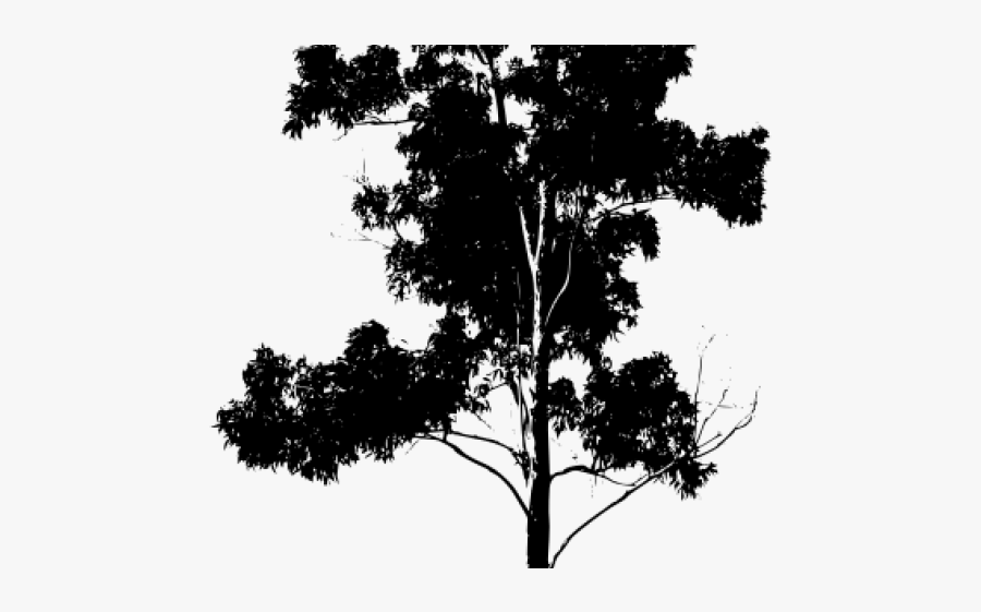 Vines Clipart Eucalyptus - Eucalyptus Tree Silhouette, Transparent Clipart