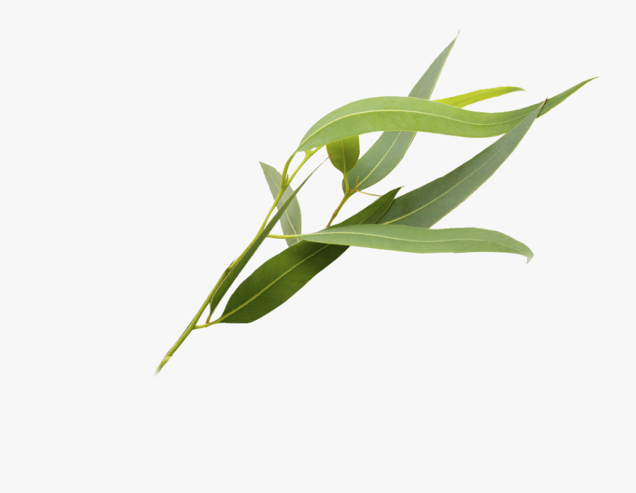 Eucalyptus Polyanthemos Leaf Essential Oil - Eucalyptus Png, Transparent Clipart