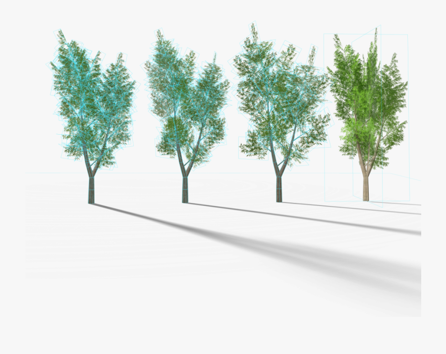 Transparent Eucalyptus Tree Clipart - Eucalyptus 3d, Transparent Clipart