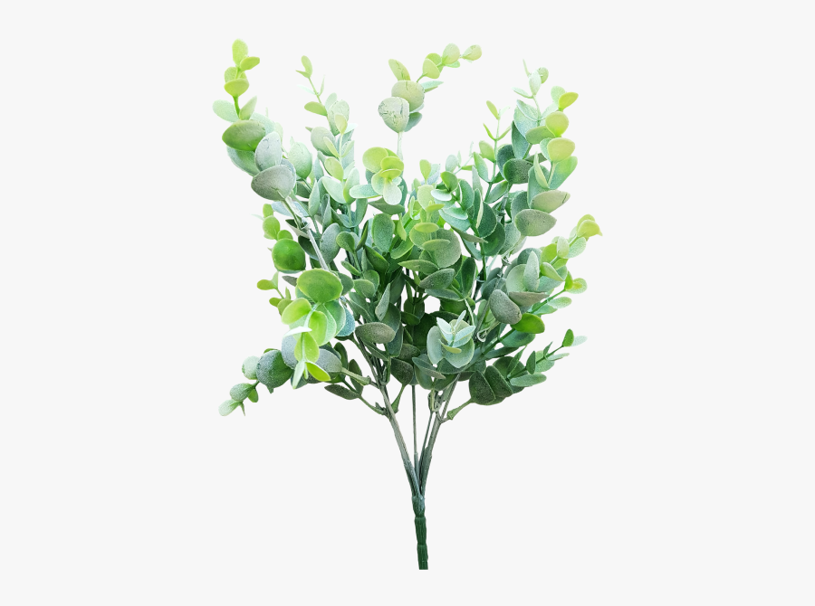 Clip Art Cut Flowers Shrub Gum - Transparent Eucalyptus Tree Branch, Transparent Clipart