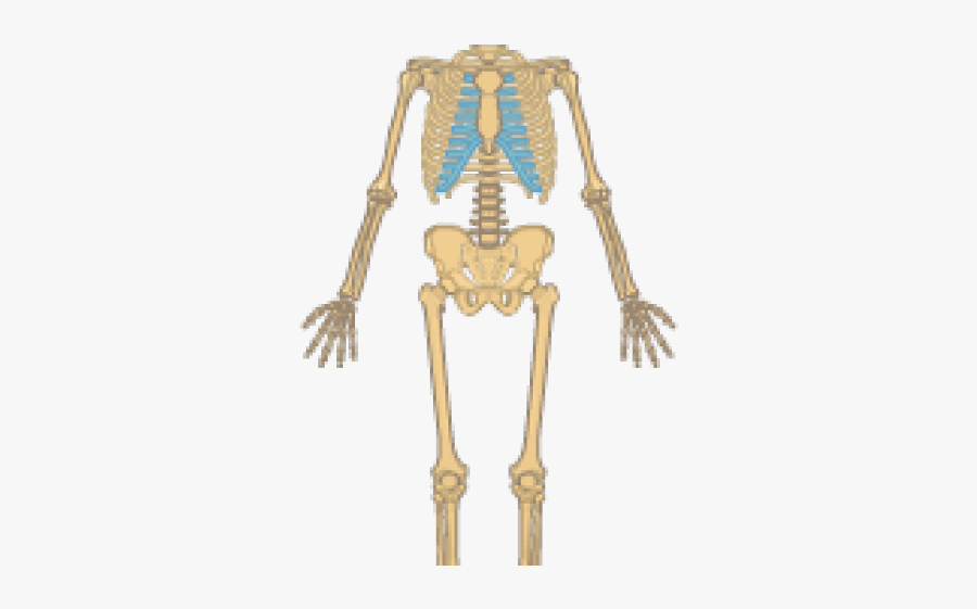 Skeletal System Clipart - Skeleton, Transparent Clipart