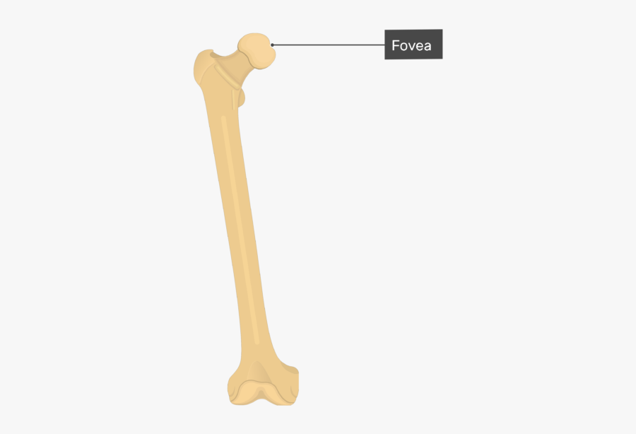 Fovea Of Femur Head - Trochanter Of A Bone, Transparent Clipart