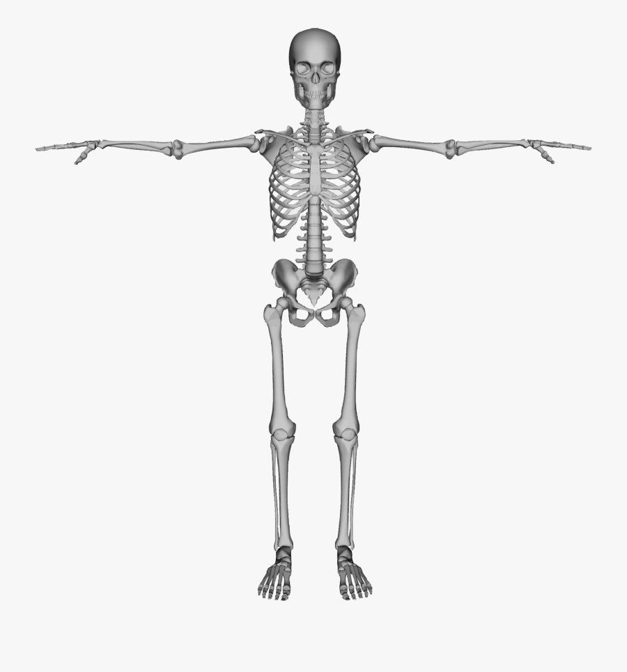 Skeleton Png, Transparent Clipart