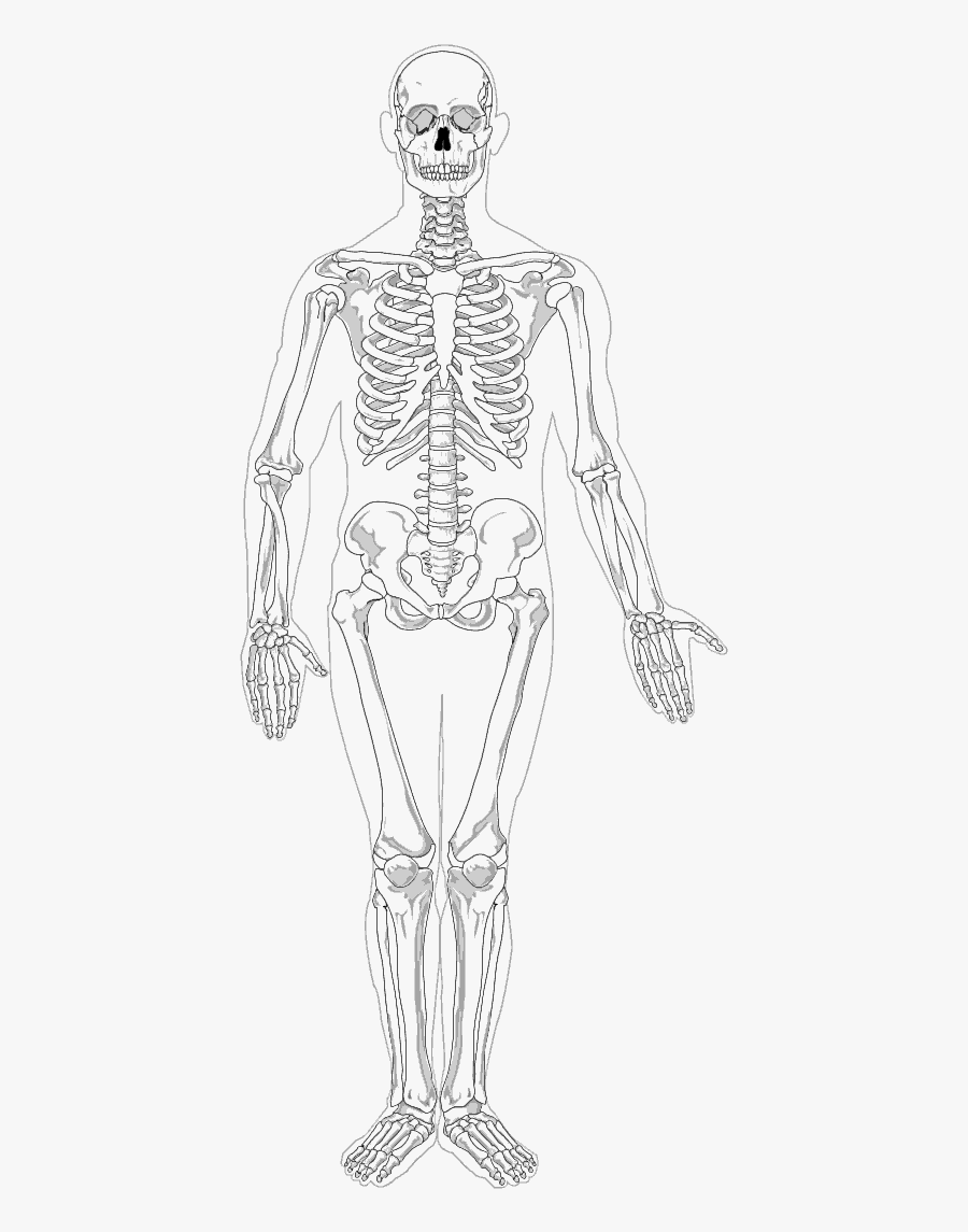 Human Full Page Bw - Full Body Skeleton Drawing, Transparent Clipart