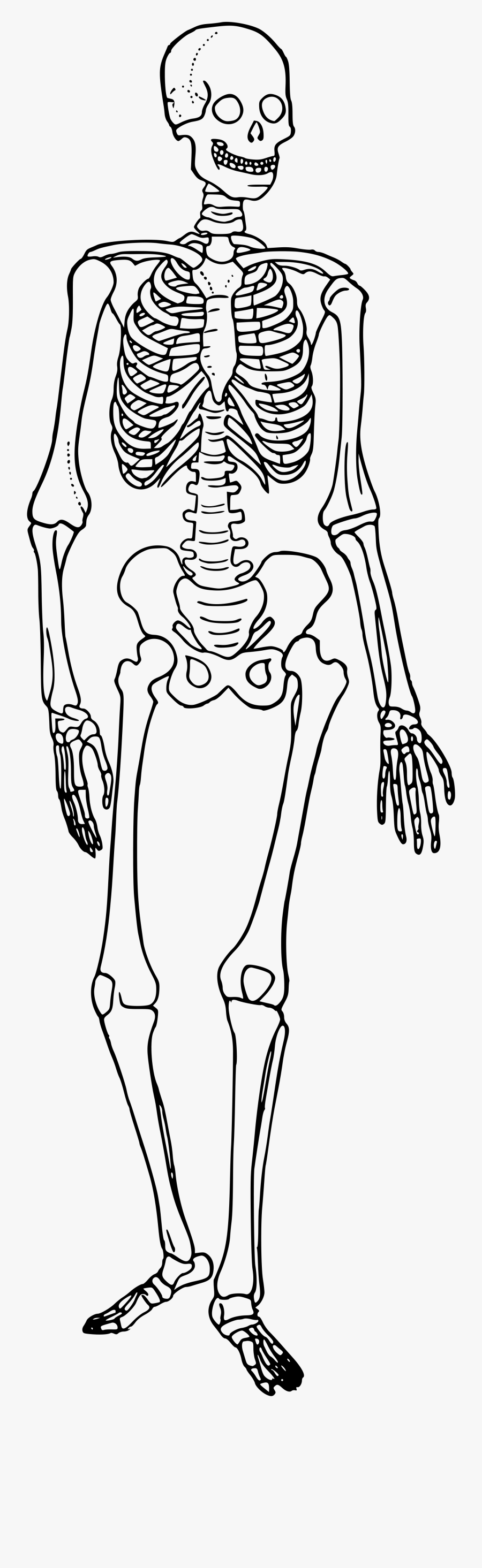 Clipart Black And White Stock Bones Vector Human Bone - Skeleton Trace, Transparent Clipart