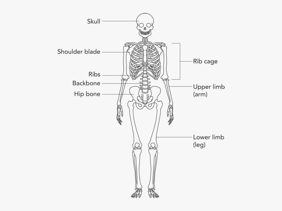 Simple Bone Diagram - Human Skeleton Grade 4 , Free Transparent Clipart