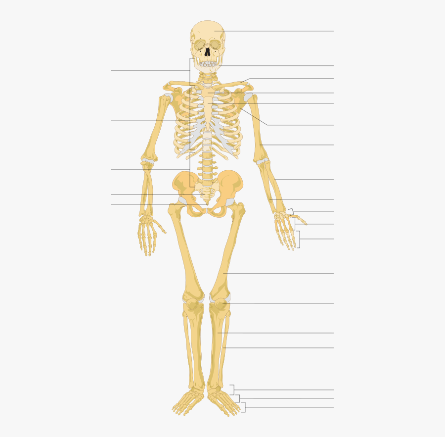 Bone - Human Skeleton With Name, Transparent Clipart