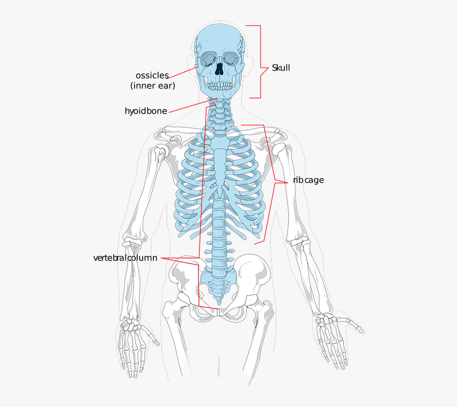 Transparent Skeleton Gif Png - Axial Skeleton X Ray, Transparent Clipart