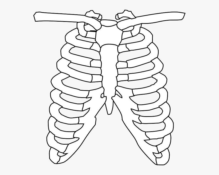 Transparent Rib Clipart - Rib Clipart Black And White, Transparent Clipart