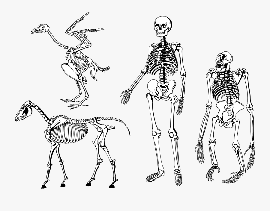 Bones Skeleton Vector Png - Animal And Human Skeleton, Transparent Clipart