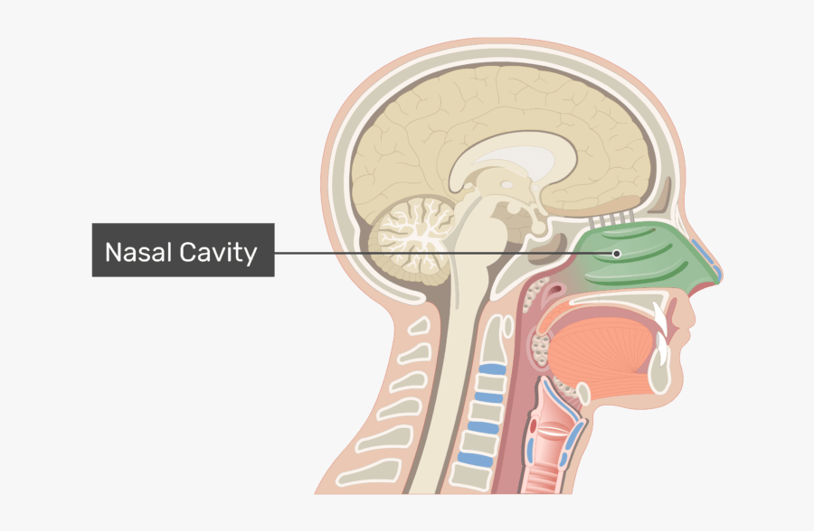 Midsagittal View Of The Nasal Cavity With The Label - Bipolar Neurons In Nose, Transparent Clipart