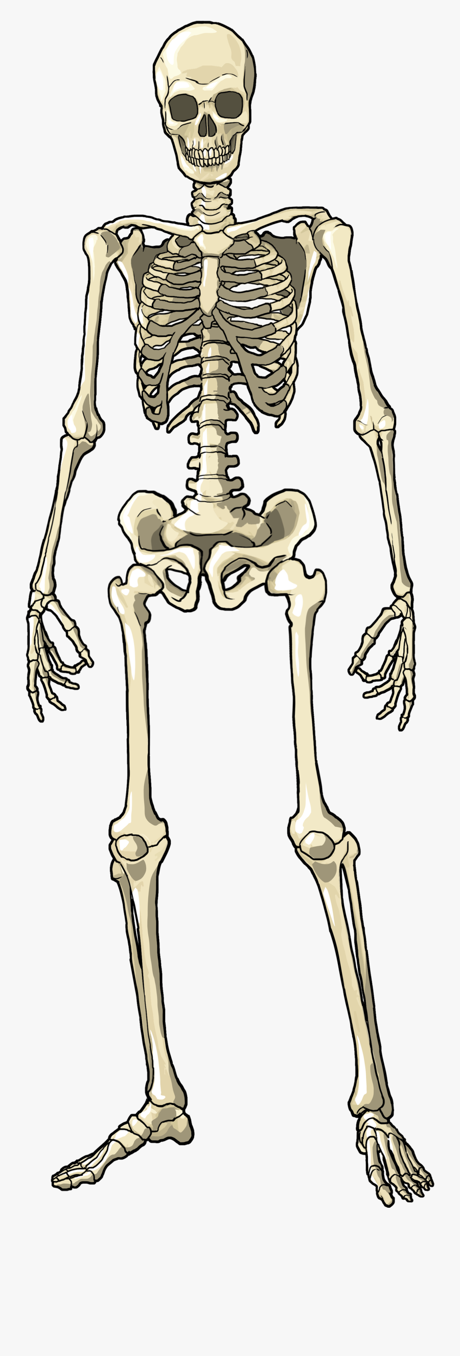 Body Skeletal Structure Png, Transparent Clipart