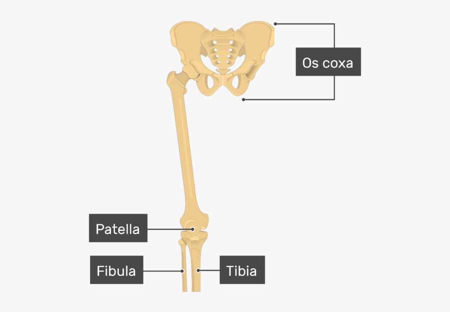Bone, Transparent Clipart