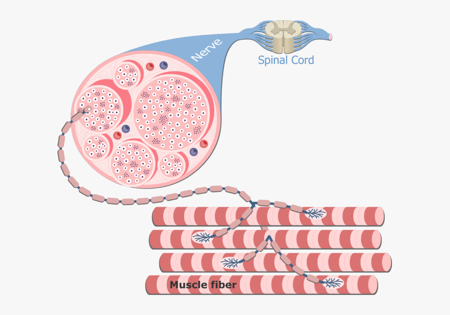 Png Free Library Motor Units In - Motor Unit In Skeletal Muscle, Transparent Clipart