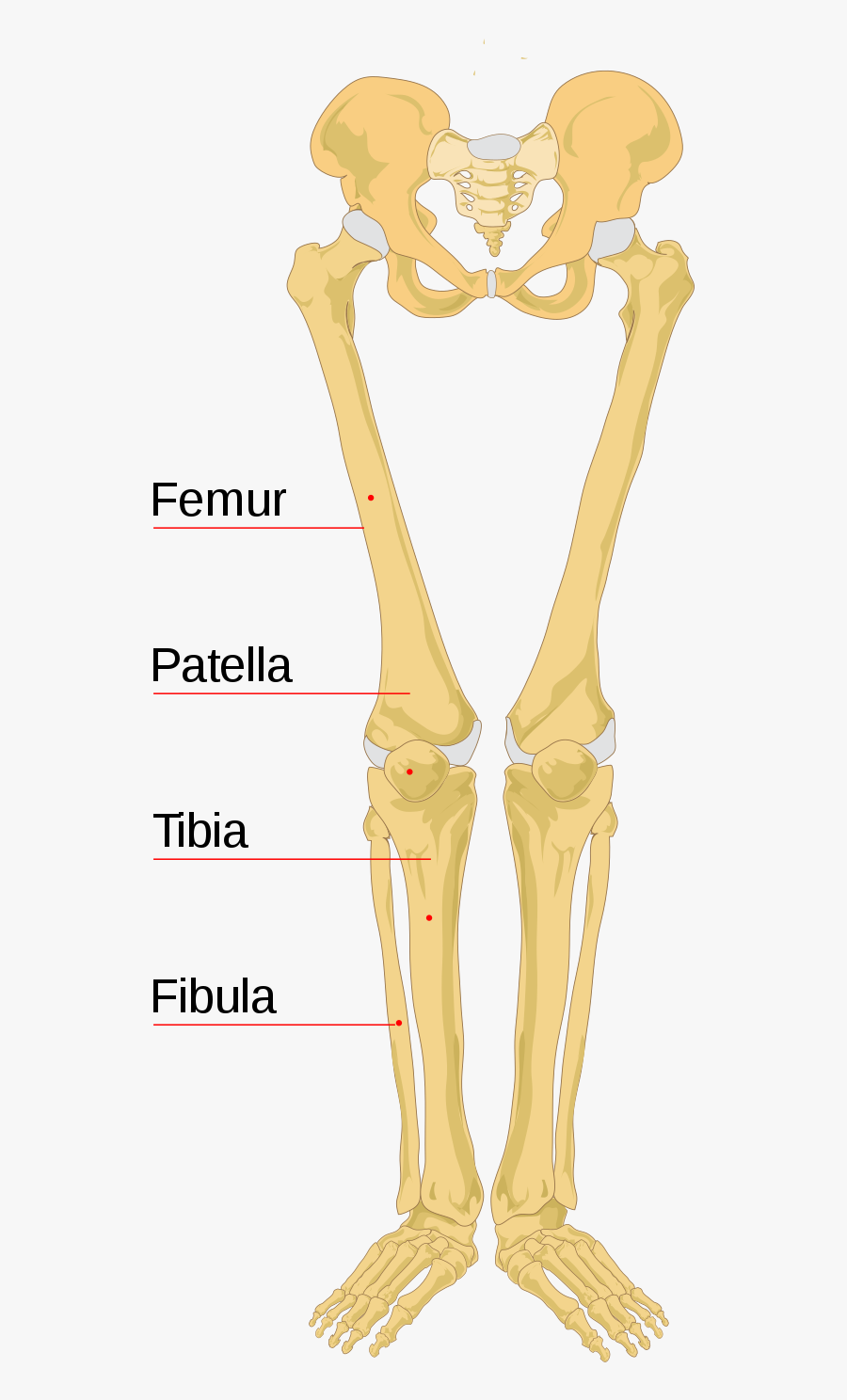 Clip Art Wikipedia - Human Skeleton, Transparent Clipart