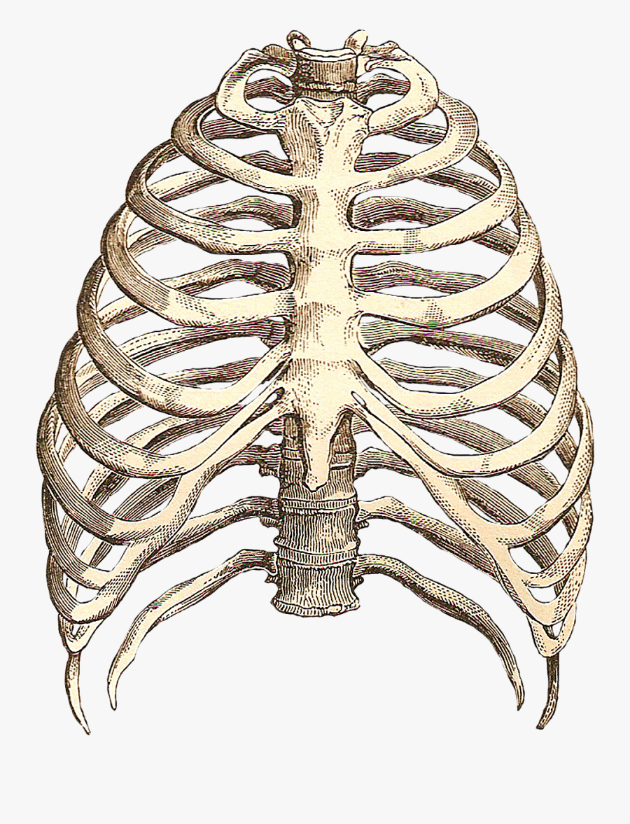 Ribcage Skeleton Clipart - Best Way To A Woman's Heart Between, Transparent Clipart