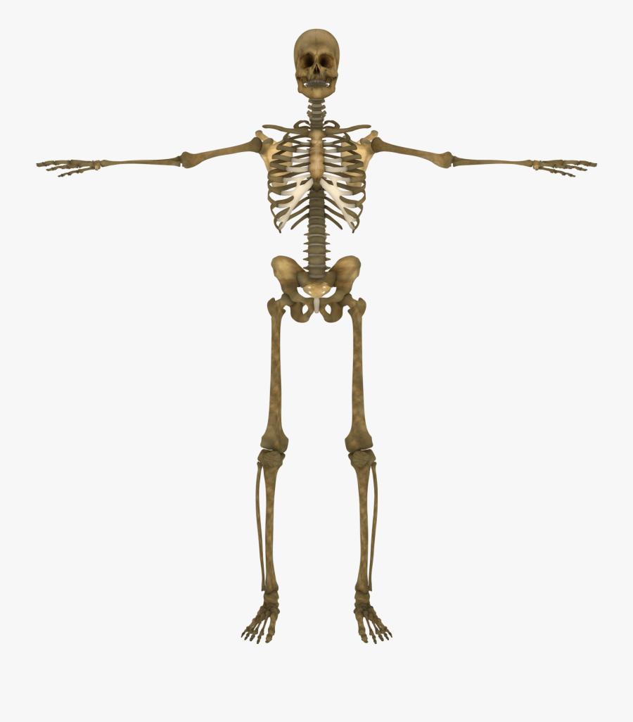 Skeletal System Clipart Illustration - T Pose No Background, Transparent Clipart