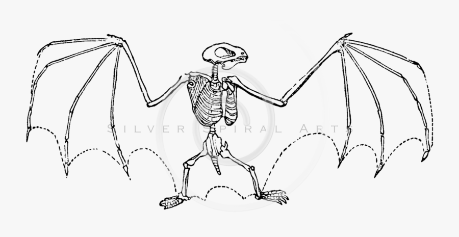Bat At Getdrawings Com - Bat Skeleton Engraving, Transparent Clipart