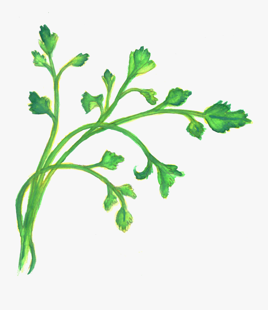 Arugula, Transparent Clipart