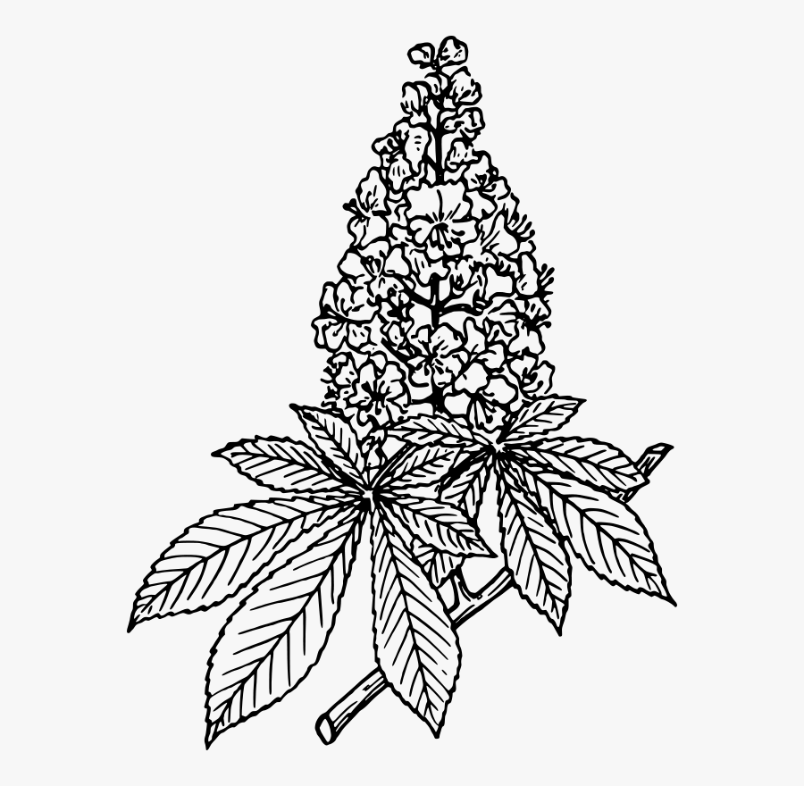 Art,symmetry,monochrome Photography - Chestnut Tree Coloring, Transparent Clipart