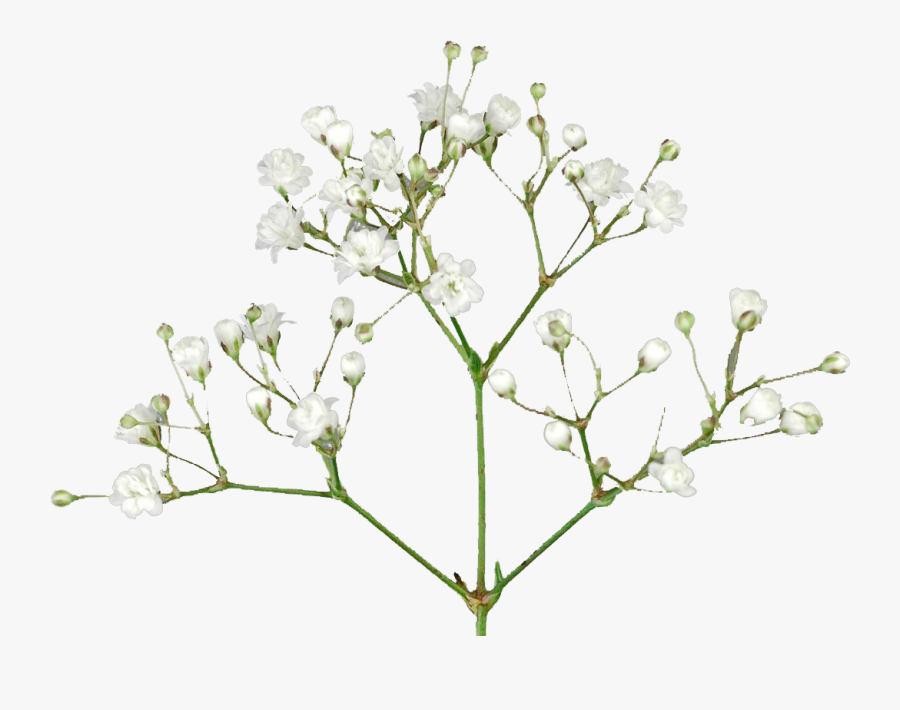 Baby Breath Flower Png, Transparent Clipart