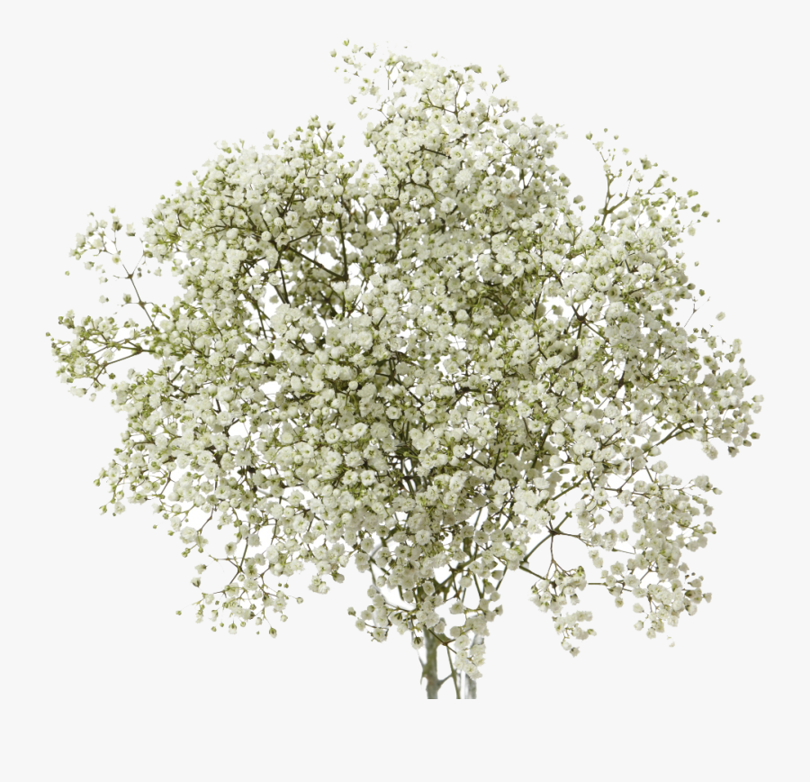 Transparent Baby"s Breath Clipart - Baby's Breath Flower Transparent, Transparent Clipart