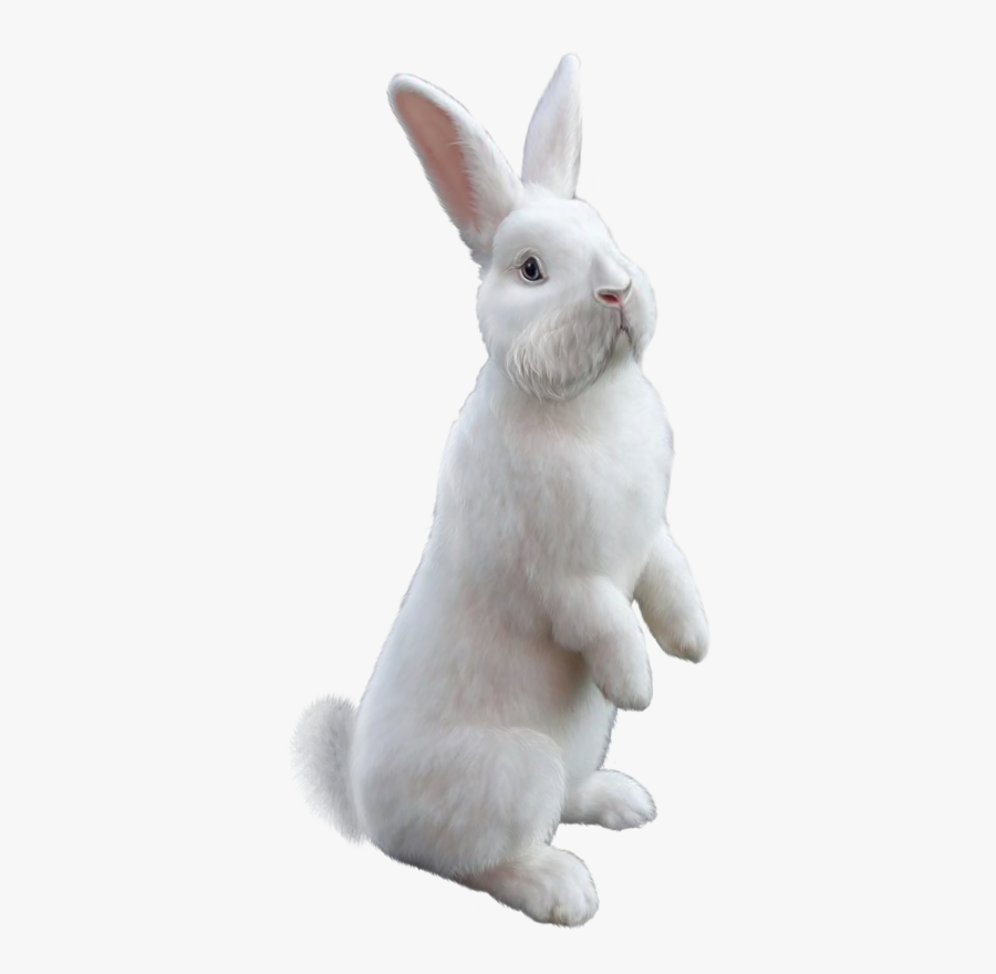 Lapin Rabbit, Transparent Clipart