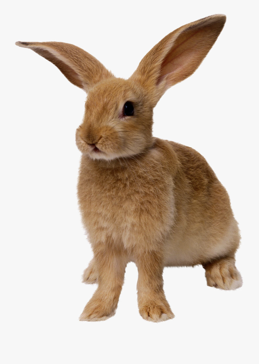 Cute Bunny Run Pinterest - Rabbit Png, Transparent Clipart