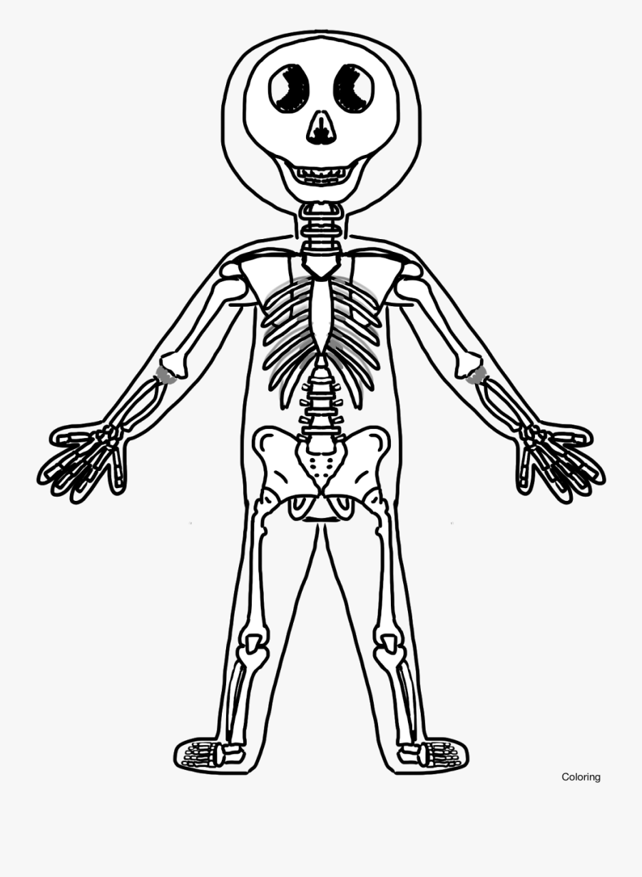Clipart Skeleton Frog - Draw Skeletal System Cartoon, Transparent Clipart