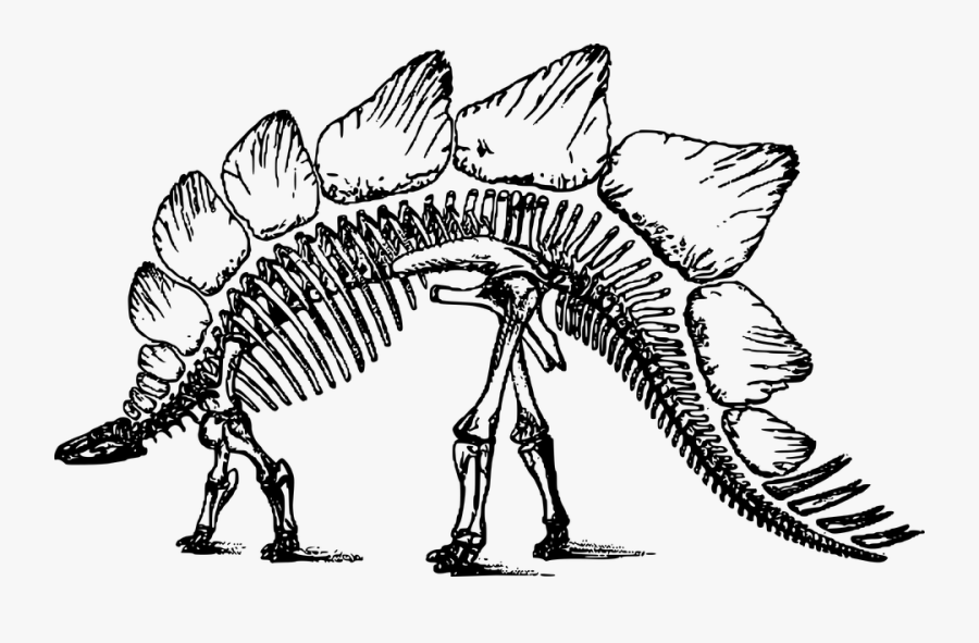 Transparent Skeliton Clipart - Clipart Dinosaur Skeleton, Transparent Clipart