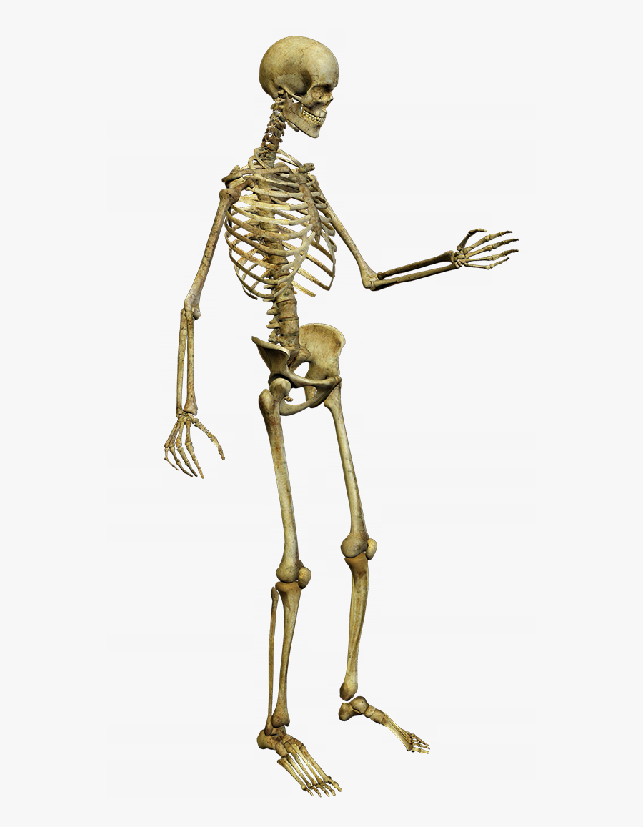 Free Pictures Of Skeletons For Kids, Download Free - Skeletons Png, Transparent Clipart