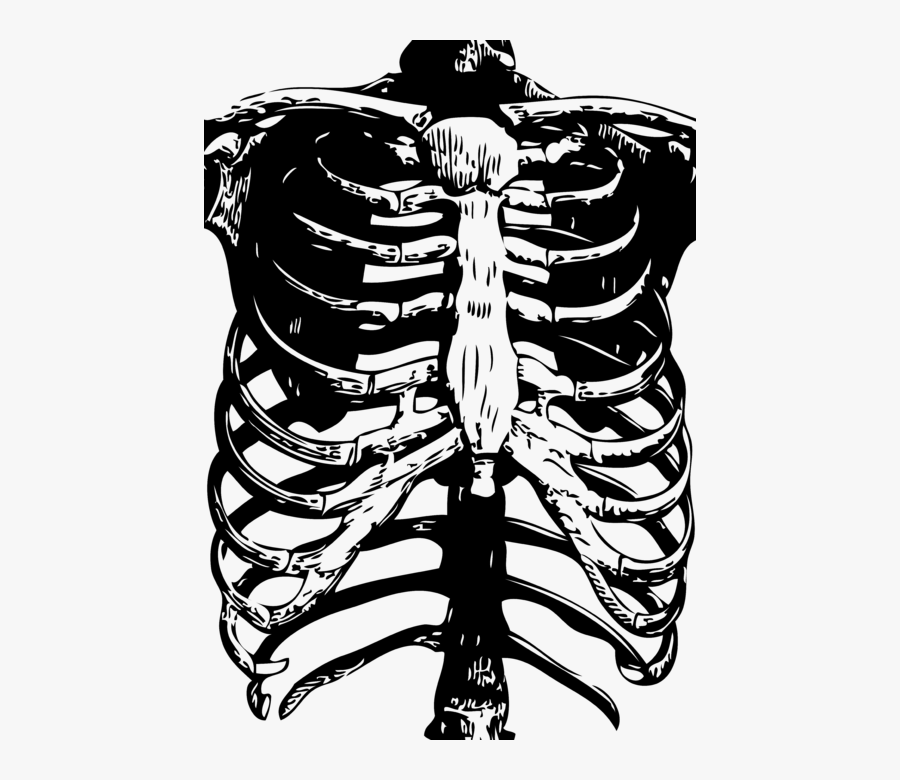 Human Lungs And Ribs Drawing, Transparent Clipart