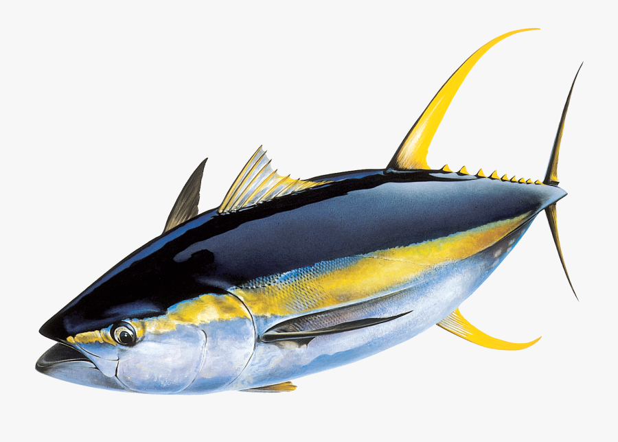 Yellowfin Tuna Png, Transparent Clipart