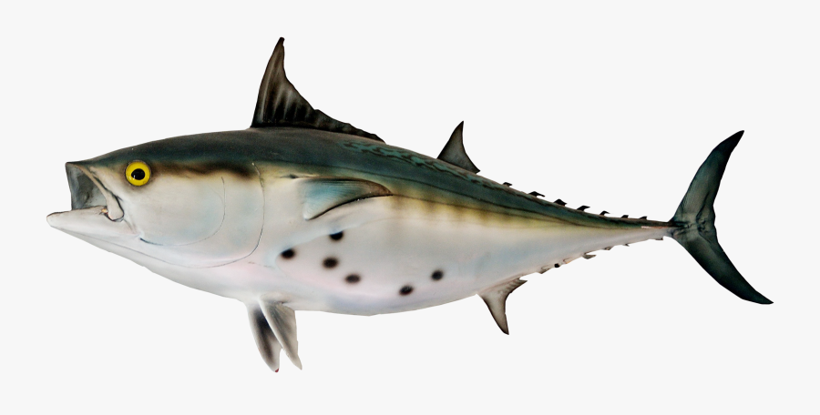 Tuna, Transparent Clipart
