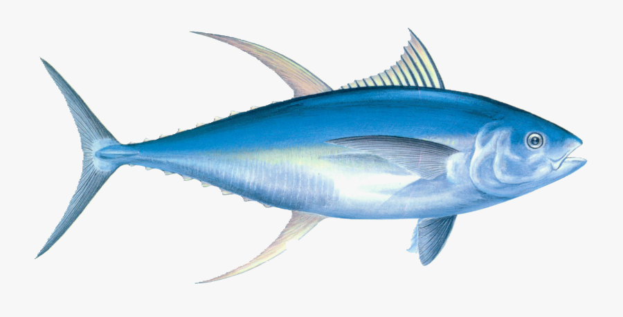 Nutrition From Fish & Sea Food - Sailfish, Transparent Clipart