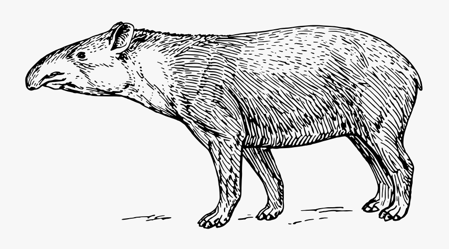 Tapir Clipart Black And White, Transparent Clipart