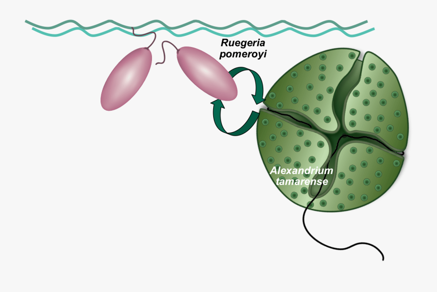 The Unseen Cloud Makers From The Ocean , Transparent, Transparent Clipart